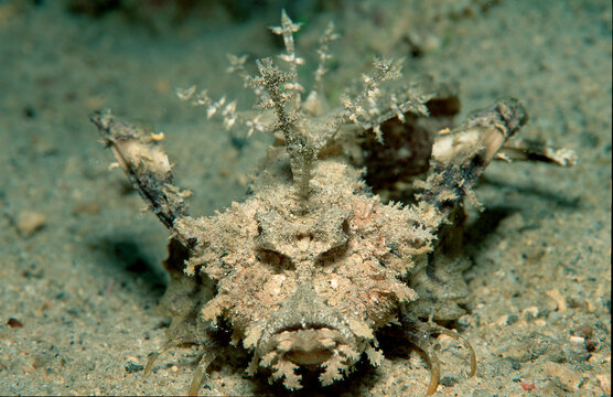 Caledonien stinger, Inimicus caledonicus, Papua New Guinea, Pacific ocean