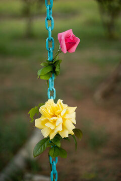 Roses on swing chain
