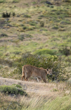 Cougar In Its Own Habitat  