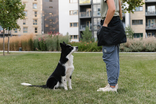 Border Collie Waiting For Treat