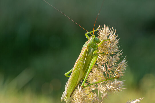 Grasshopper