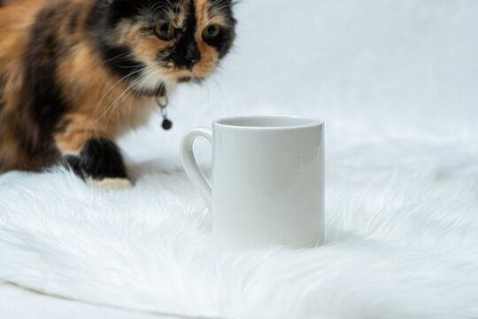 A coffee mug featuring a cat looking on to the mug with the white background