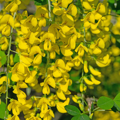 Blühender Goldregen, Laburnum, im Frühling
