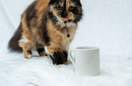 A coffee mug featuring a cat looking at the cam while showing its tongue from the behind of the mug