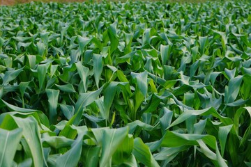 Fields of corn
