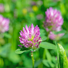 Fototapeta premium Blühender Rotklee, Trifolium pratense, Nahaufnahme