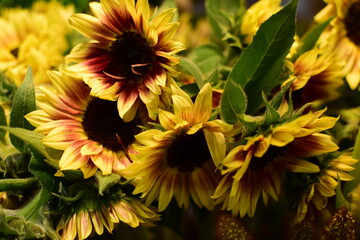 background with sunflowers