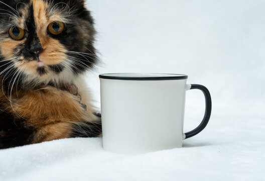 A blank white enamel mug with a cat resting beside it while facing the cam on a white background