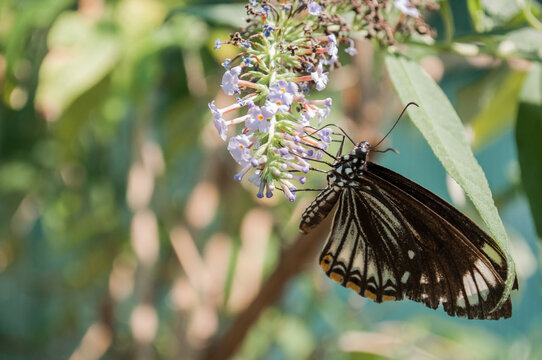 Tropical butterfly