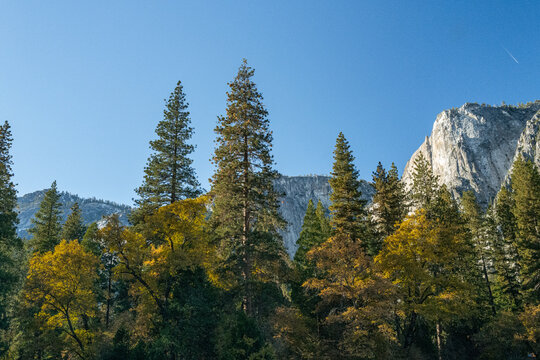 Looking up, in Yosemite