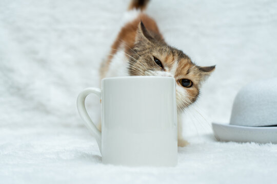A white blank coffee mug with a cat peeping from the behind of the mug at the white background