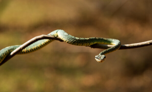 Sumatran Pit Viper