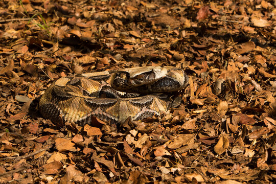 A Puff Adder on leaves