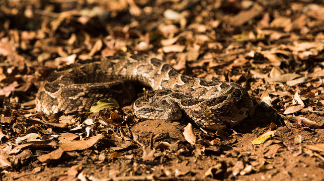 A Puff Adder on leaves