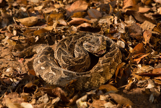 A Puff Adder on leaves