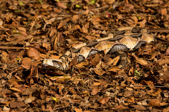 A Puff Adder on leaves