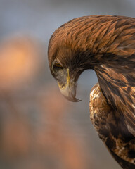 Steinadler