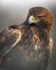 Steinadler