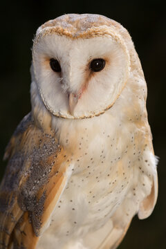 Barn owl