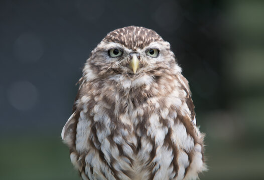 Tawny Owl