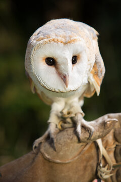Barn owl