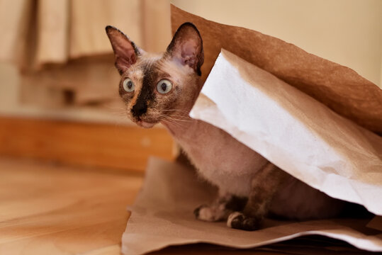 Cute cat peeking out
