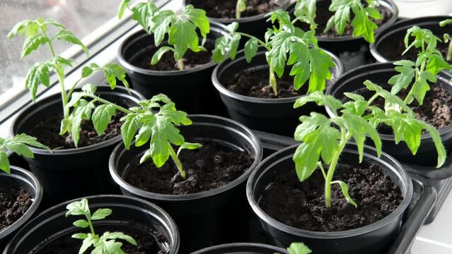 Growing tomato seedlings plants in plastic pots with soil on window sill, Urban home balcony gardening, growing vegetables concept.