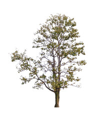 Isolated single tree greenery botanical