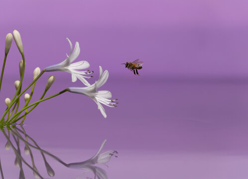 Bee flying towards flowers purple scene.