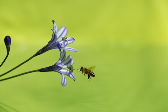 Bee approaching flower,green background