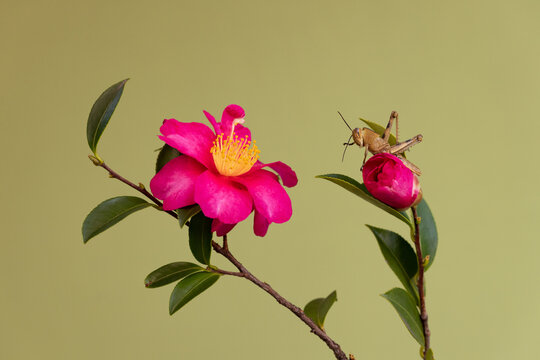grasshopper cleaning antenna. Adjacent pink flower.