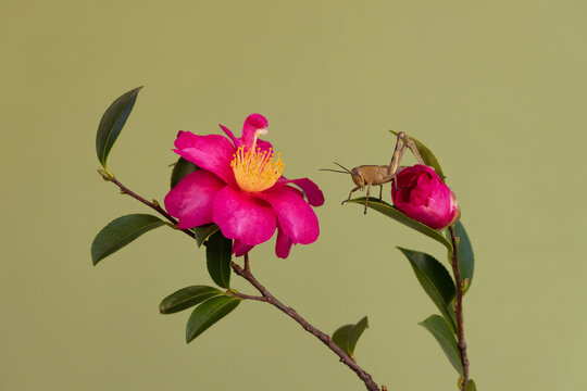 Grasshopper on leaf looking at camelia.