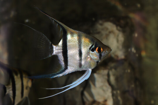 Scalar anglefish. Aquarium macro closeup background.