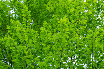 young beech leaves as a background