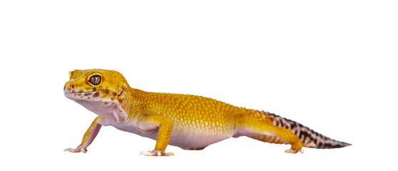 Adult Super Hypo Tangerine Manderin leopard gecko aka Eublepharis macularius, standing side ways. Isolated cutout on transparent background. © Nynke