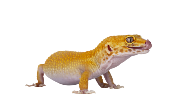 Adult Super Hypo Tangerine Manderin leopard gecko aka Eublepharis macularius, standing side ways sticking out tongue. Isolated cutout on transparent background.