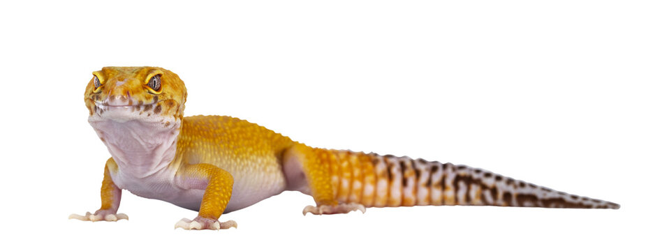 Adult Super Hypo Tangerine Manderin leopard gecko aka Eublepharis macularius, standing side ways. Head turned to camera showing both eyes. Isolated cutout on transparent background.