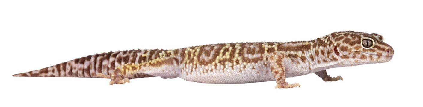 Adult Mack snow tremper leopard gecko aka Eublepharis macularius, standing side ways. Isolated cutout on transparent background.