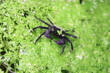 Purple vampire crab on green cassock. Aquarium animal macro closeup background. © Aleksander