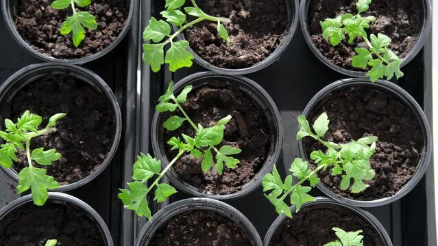 Growing tomato seedlings plants in plastic pots with soil on window sill, Urban home balcony gardening, growing vegetables concept.