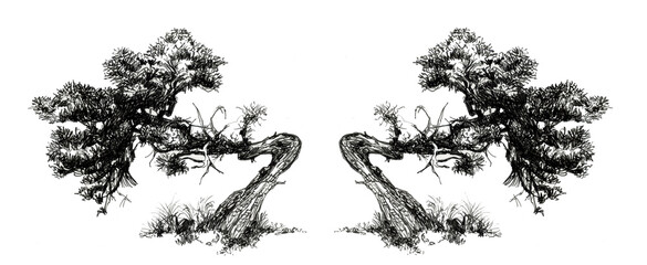 Spruce repeated symmetrically. Drawing of two trees. Curved bonsai. Black and white drawing.