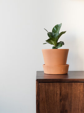 Fiddle leaf fig