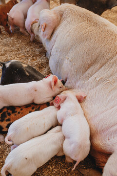 Piglets Suckling from Mama Pig