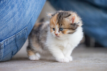 Kleines Kätzchen mit Mensch, kuscheln
