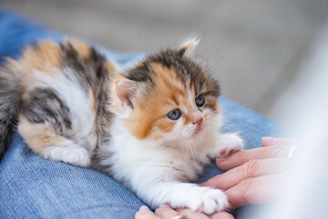 Kleines Kätzchen mit Mensch, kuscheln