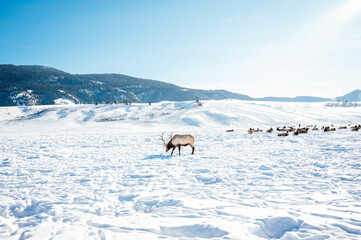 Elk walking on ice with mountains behind
