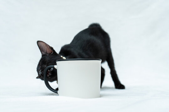 Enamel mug with a black kitten try to chewing the handle of the cup on the white background