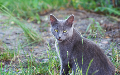 Gray cat sits on the ground.