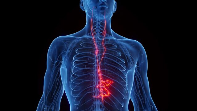 3D rendered medical animation of a man's vagus nerves
