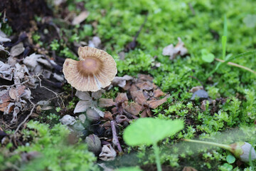 林の中の苔ときのこ